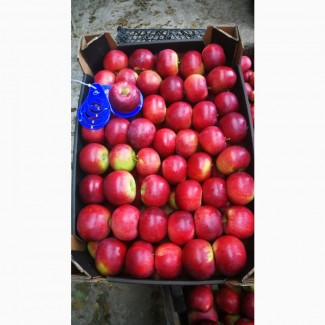 Яблоки мелким и крупным оптом