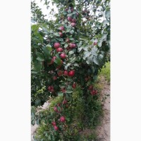 Яблоки мелким и крупным оптом